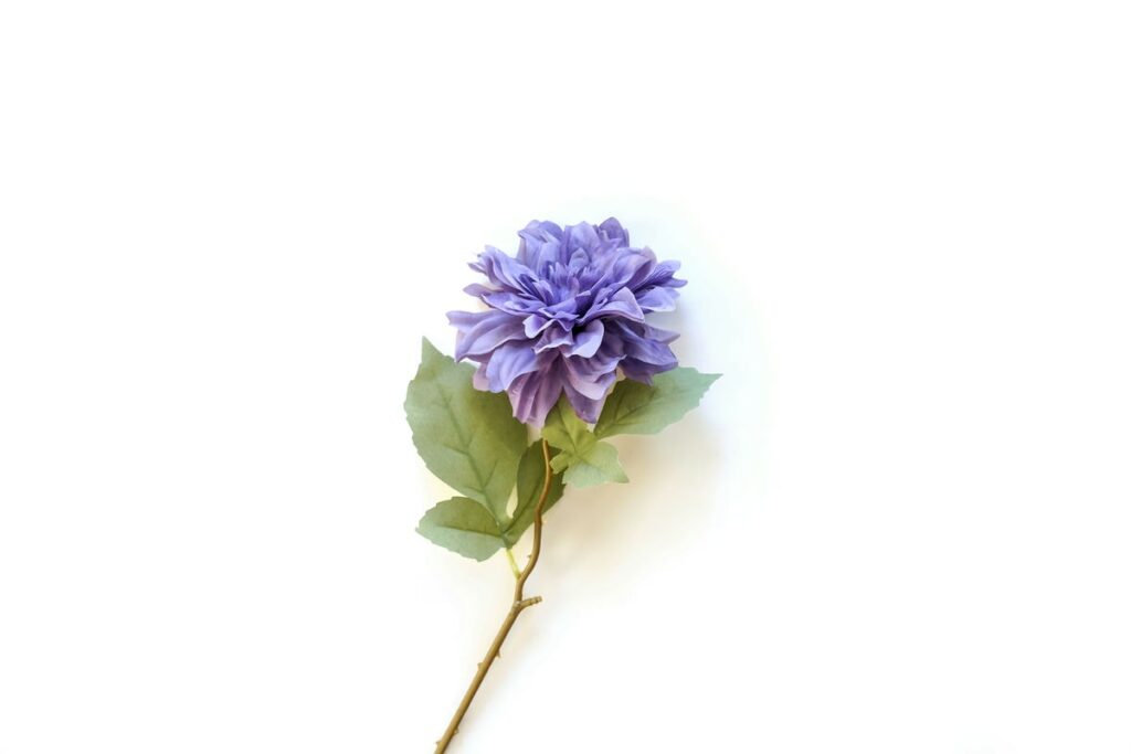 big single purple flower on white background 2022 01 03 22 38 44 utc